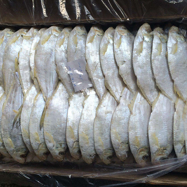 板冻响鱼