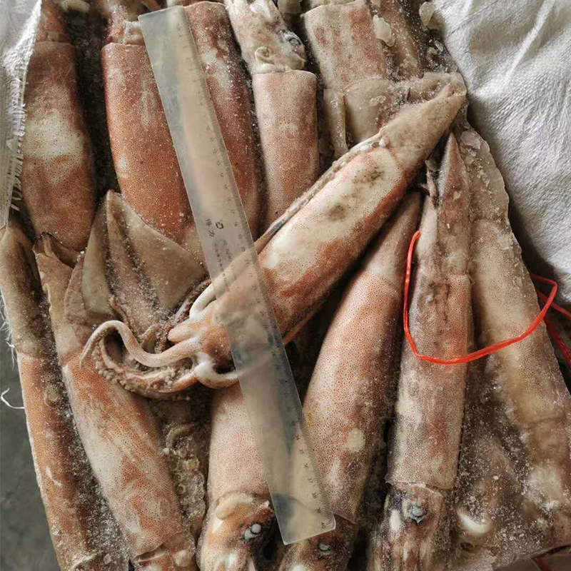 板冻鱿鱼 板冻鱿鱼